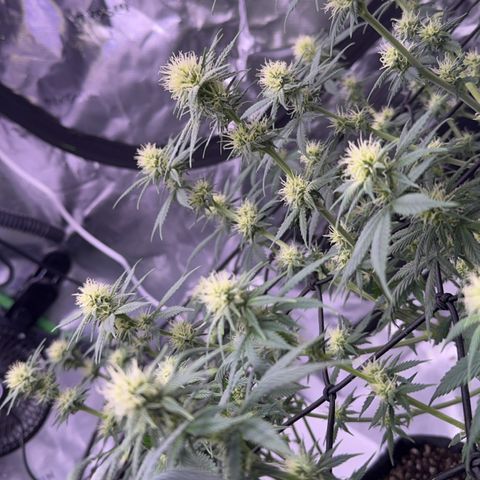 Shogun #3 growlog photo: Last couple shots ive got but cheers to end of pre flowering! Onto pushing them to the finish line now