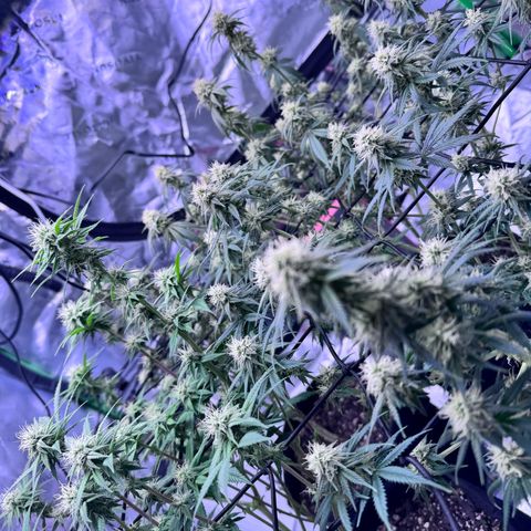 Shogun #3 growlog timeline photo