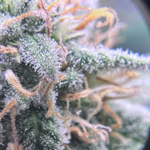 Shogun #3 growlog photo: Trichome check, not ready yet but will be soon! Preparing drying room
