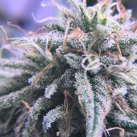 Shogun #3 growlog photo: Trichome check, not ready yet but will be soon! Preparing drying room
