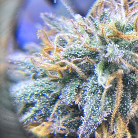 Shogun #3 growlog photo: Trichome check, not ready yet but will be soon! Preparing drying room
