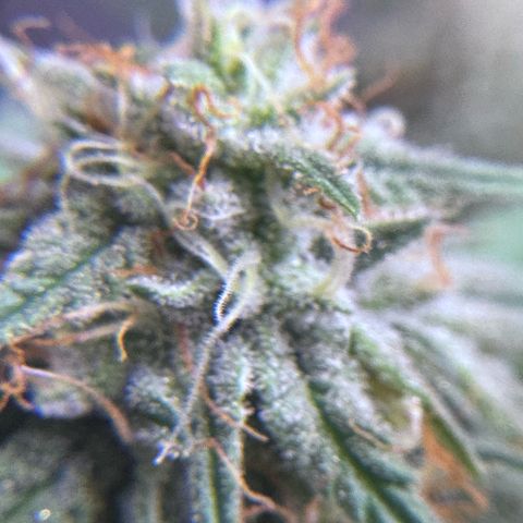 Shogun #3 growlog photo: Trichome check, not ready yet but will be soon! Preparing drying room