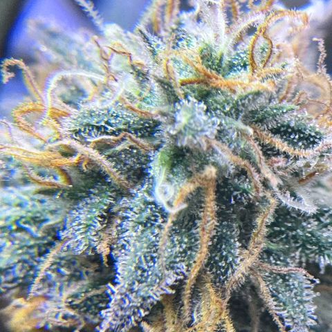 Shogun #3 growlog photo: Trichome check, not ready yet but will be soon! Preparing drying room