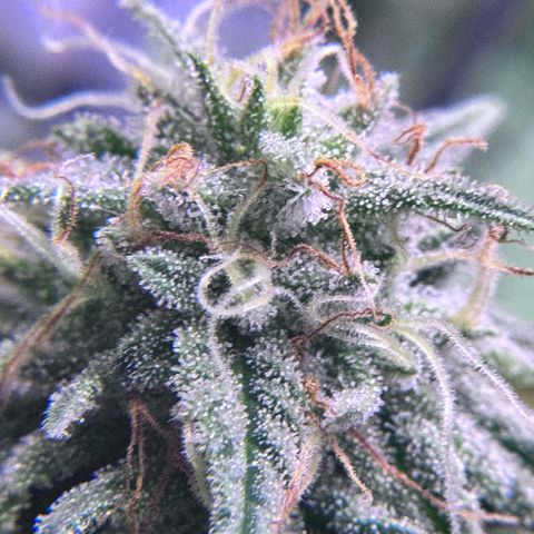 Shogun #3 growlog photo: Trichome check, not ready yet but will be soon! Preparing drying room