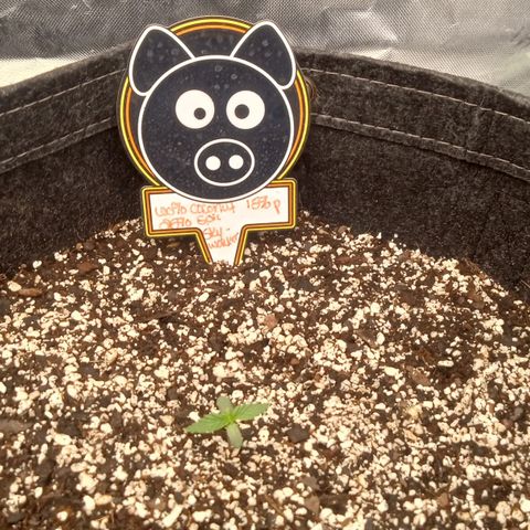 Skywalker × toof decay  growlog timeline photo
