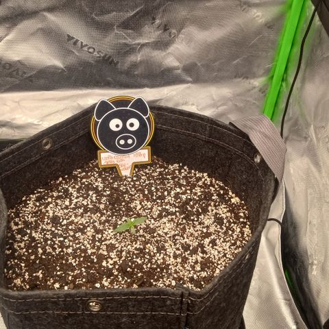 Skywalker × toof decay  growlog timeline photo