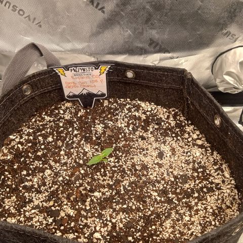 Ripley's OG × hubba bubba smile growlog timeline photo