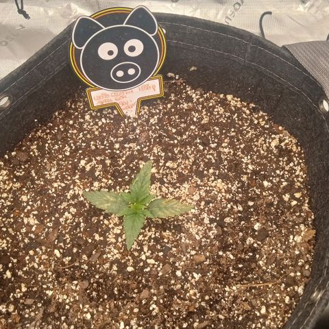 Skywalker × toof decay  growlog timeline photo