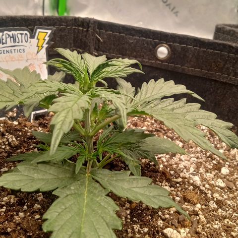 Ripley's OG × hubba bubba smile growlog timeline photo