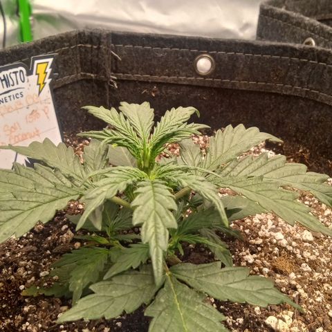 Ripley's OG × hubba bubba smile growlog timeline photo