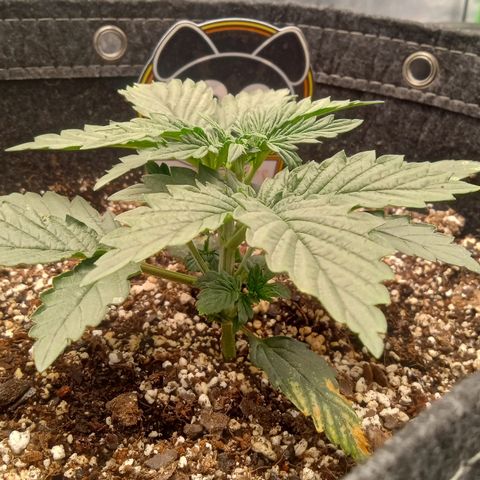 Skywalker × toof decay  growlog timeline photo