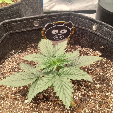 Skywalker × toof decay  growlog timeline photo