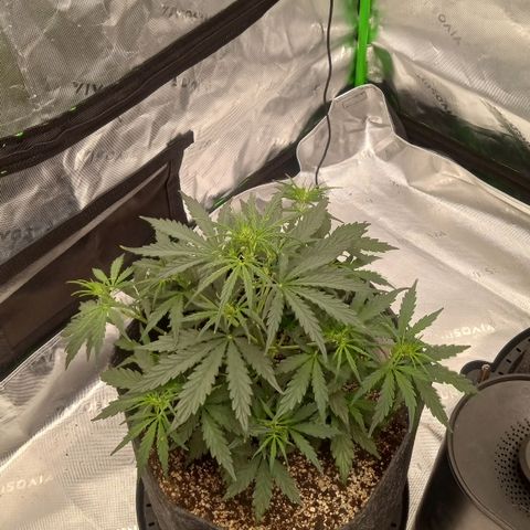Ripley's OG × hubba bubba smile growlog timeline photo