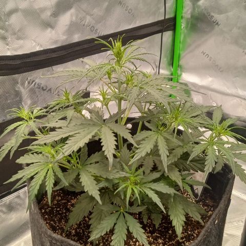 Ripley's OG × hubba bubba smile growlog timeline photo