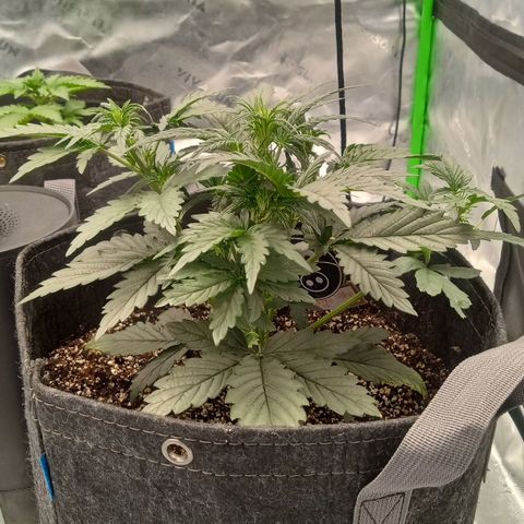 Skywalker × toof decay  growlog timeline photo