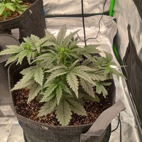 Skywalker × toof decay  growlog timeline photo
