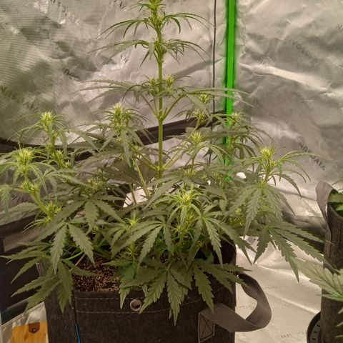 Ripley's OG × hubba bubba smile growlog timeline photo