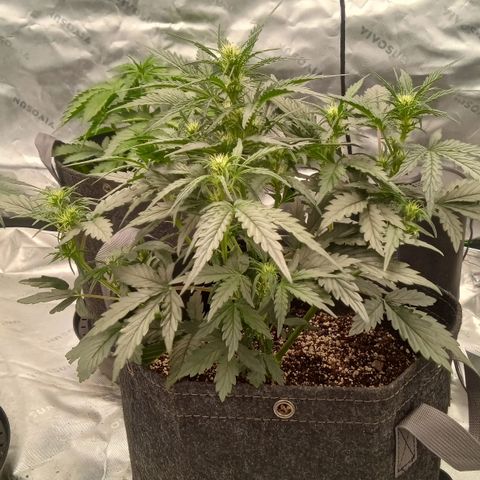 Skywalker × toof decay  growlog timeline photo