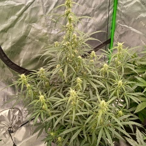 Ripley's OG × hubba bubba smile growlog timeline photo