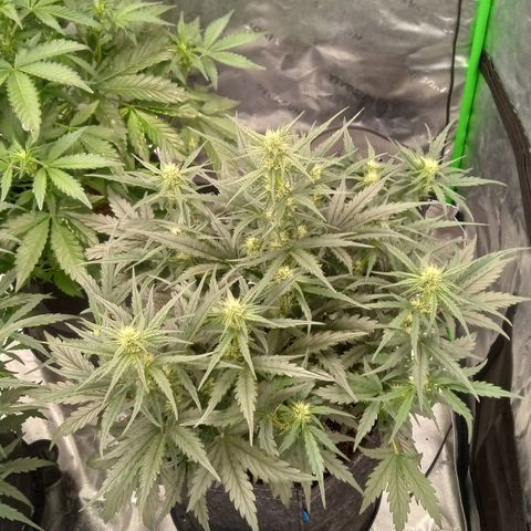 Skywalker × toof decay  growlog timeline photo