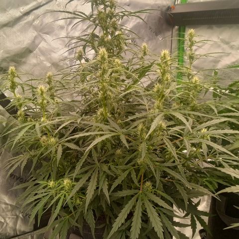 Ripley's OG × hubba bubba smile growlog timeline photo