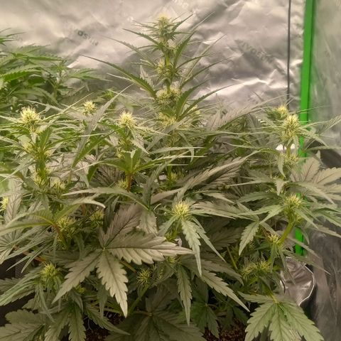 Skywalker × toof decay  growlog timeline photo