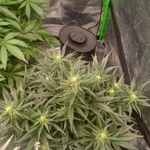 Skywalker × toof decay  growlog timeline photo