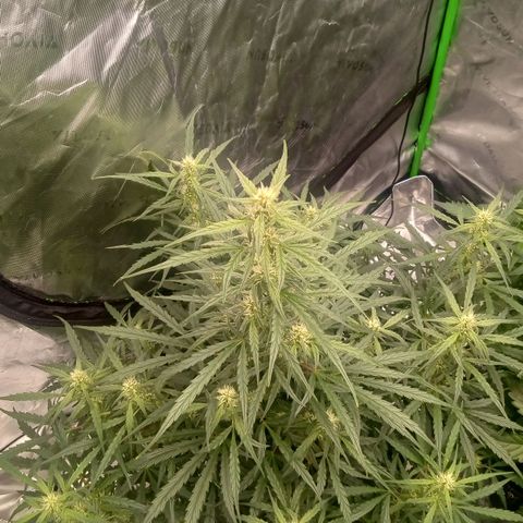 Ripley's OG × hubba bubba smile growlog timeline photo