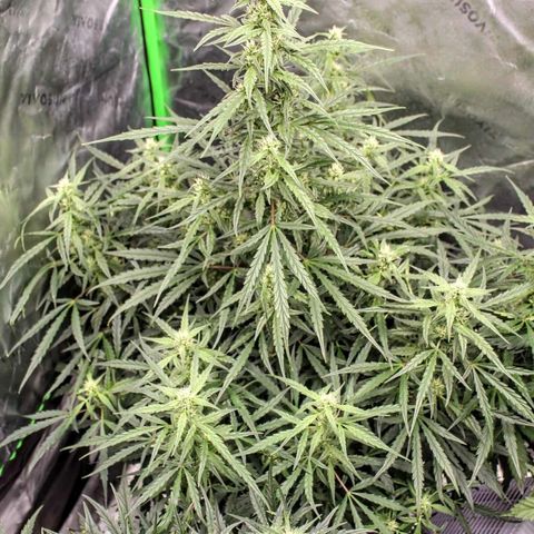 Ripley's OG × hubba bubba smile growlog timeline photo