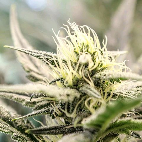 Ripley's OG × hubba bubba smile growlog timeline photo