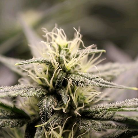 Skywalker × toof decay  growlog timeline photo