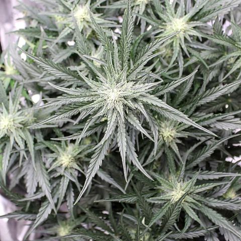 Skywalker × toof decay  growlog timeline photo