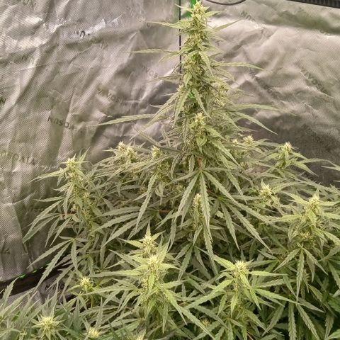 Ripley's OG × hubba bubba smile growlog timeline photo