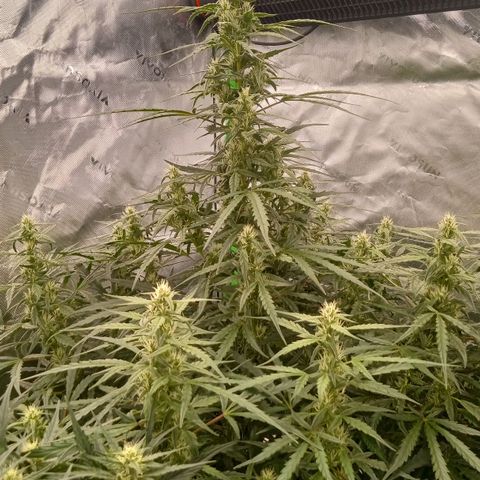 Ripley's OG × hubba bubba smile growlog timeline photo