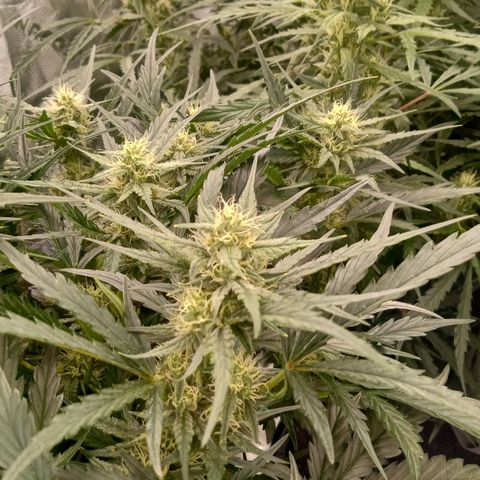 Skywalker × toof decay  growlog timeline photo