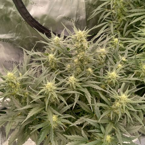 Skywalker × toof decay  growlog timeline photo