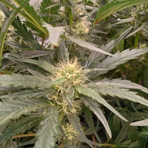 Skywalker × toof decay  growlog timeline photo