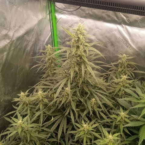 Ripley's OG × hubba bubba smile growlog timeline photo