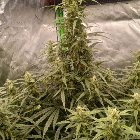 Ripley's OG × hubba bubba smile growlog timeline photo