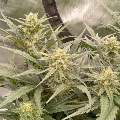 Skywalker × toof decay  growlog timeline photo