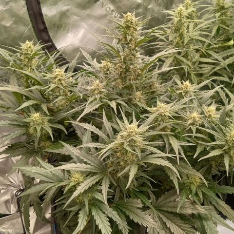 Skywalker × toof decay  growlog timeline photo