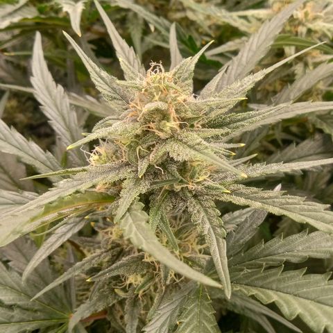 Skywalker × toof decay  growlog timeline photo