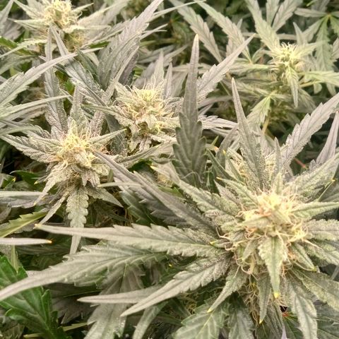 Skywalker × toof decay  growlog timeline photo