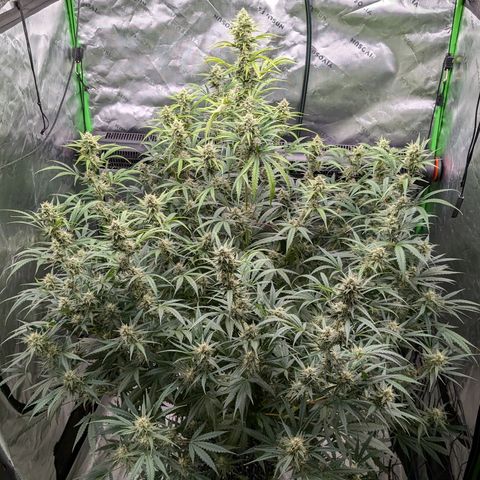 Skywalker x toof decay #2 growlog timeline photo