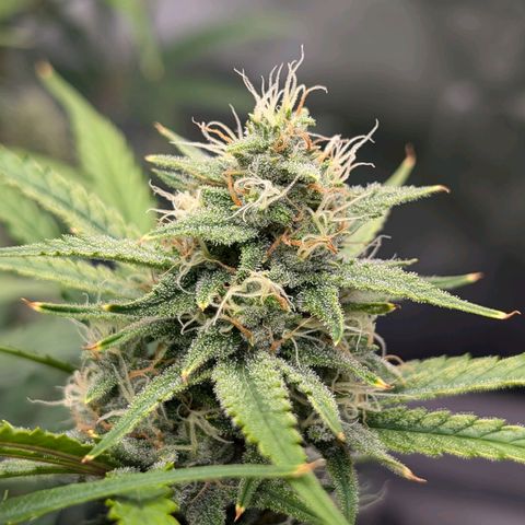 Skywalker x toof decay #2 growlog timeline photo