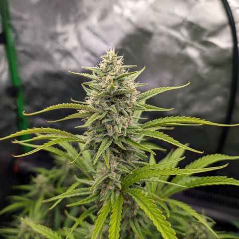 Skywalker x toof decay #2 growlog timeline photo