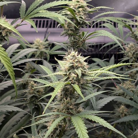 Skywalker x toof decay #2 growlog timeline photo