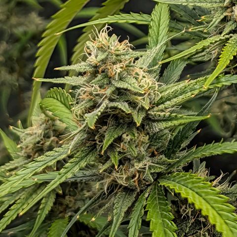 Skywalker x toof decay #2 growlog timeline photo