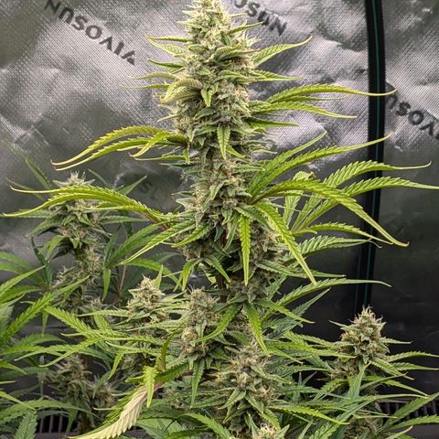 Skywalker x toof decay #2 growlog timeline photo