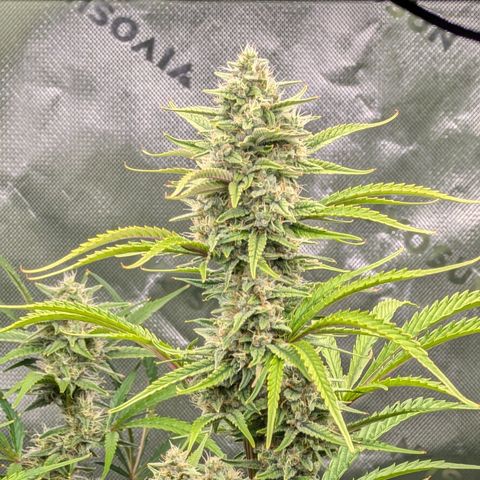 Skywalker x toof decay #2 growlog timeline photo
